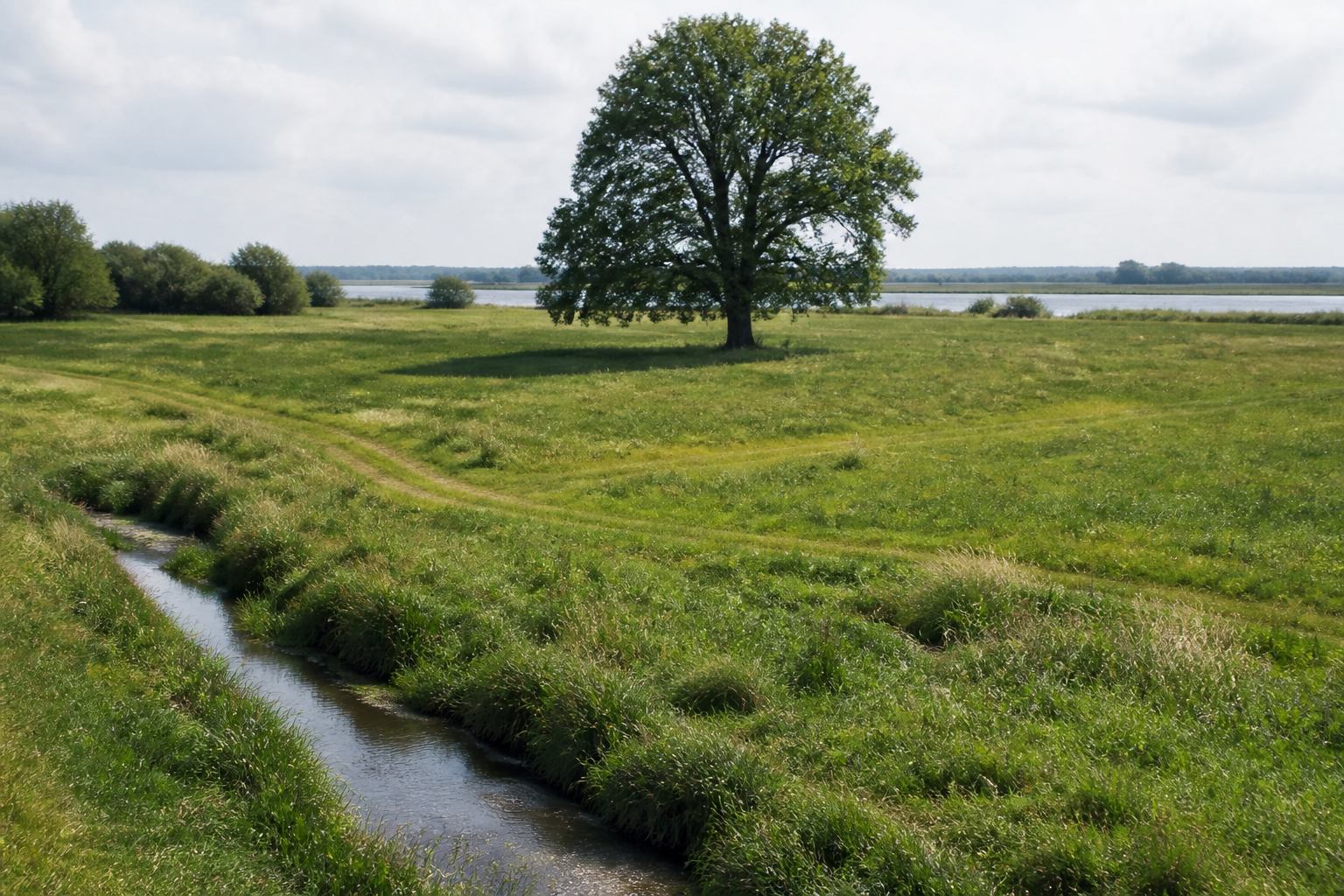 Wet green flood meadows along the Weser with a lone tree and a small stream
