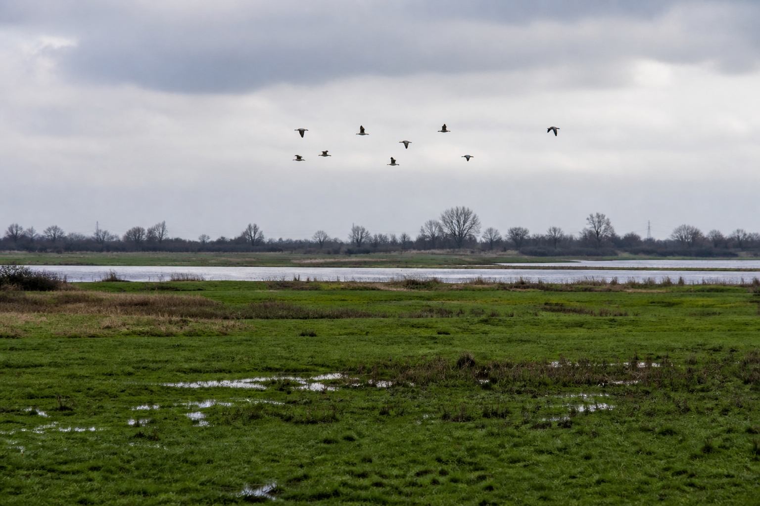 Cranes or geese flying distantly over green flood meadows in Lower Saxony